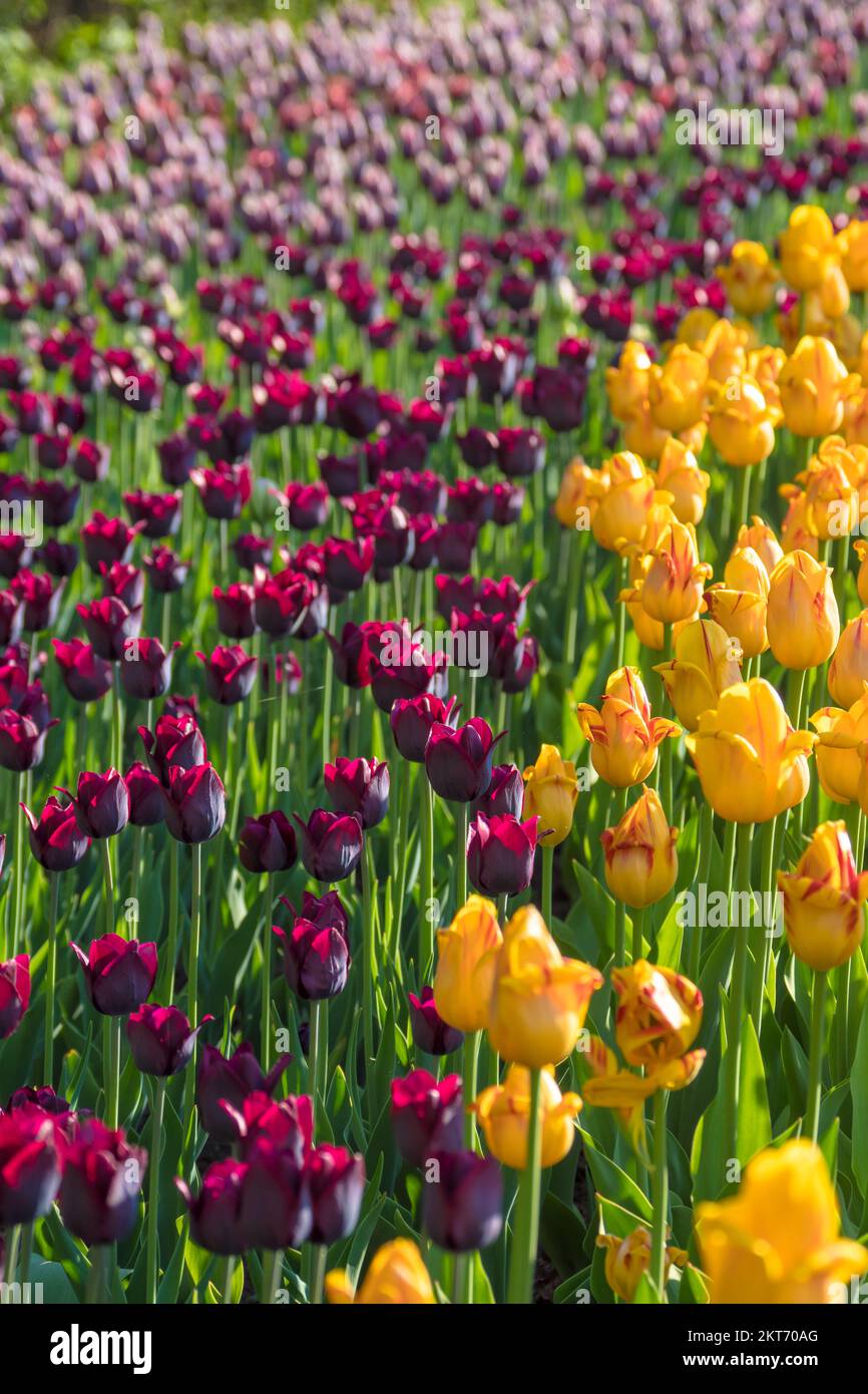 Tulips blooming in the colorful flower beds during Tulip fest in Ottawa