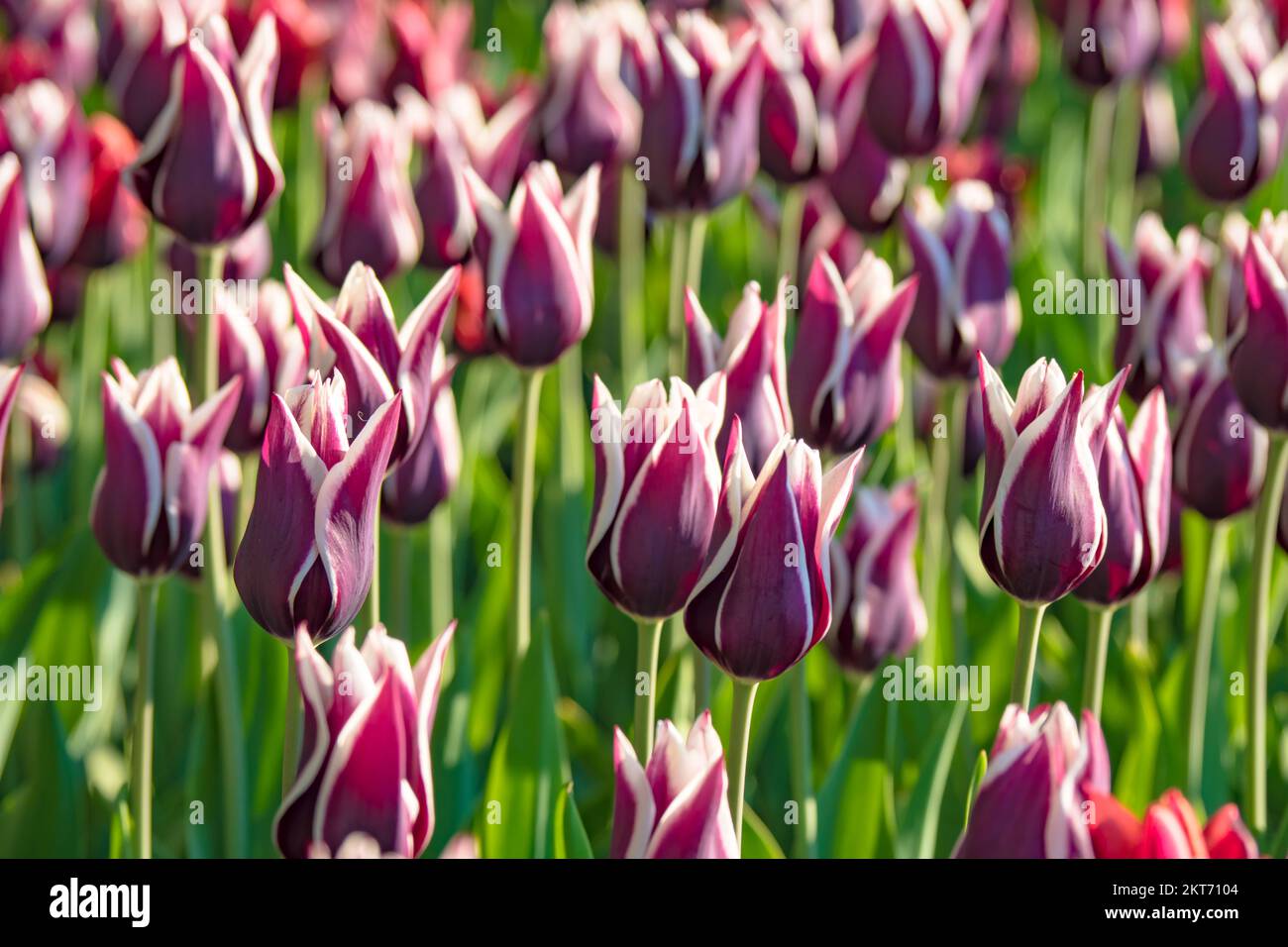 Tulips blooming in the colorful flower beds during Tulip fest in Ottawa