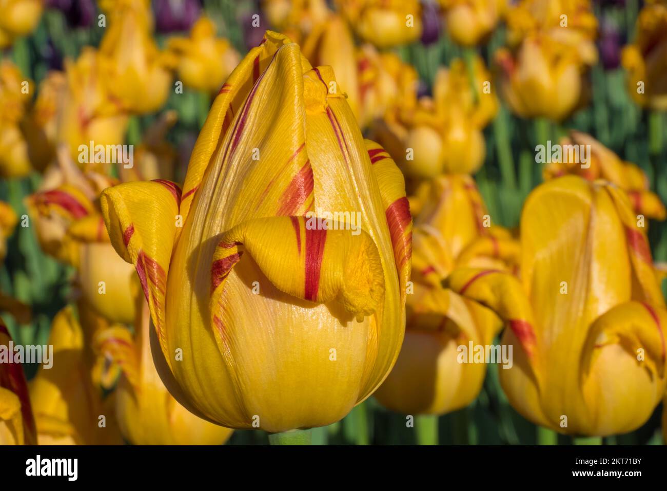 Tulips blooming in the colorful flower beds during Tulip fest in Ottawa