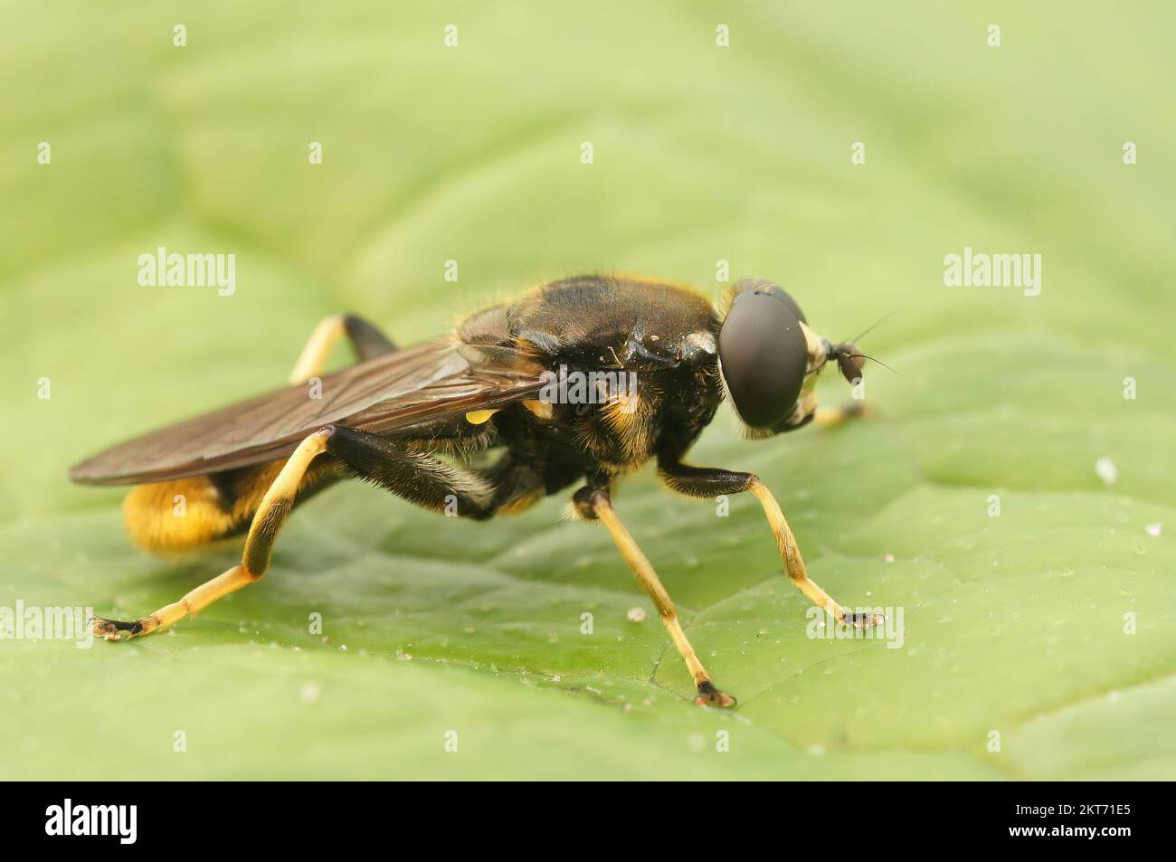 Natural closeup on a golden-tailed leafwalker hoverfly, Xylota sylvarum sitting on a green leaf Stock Photo
