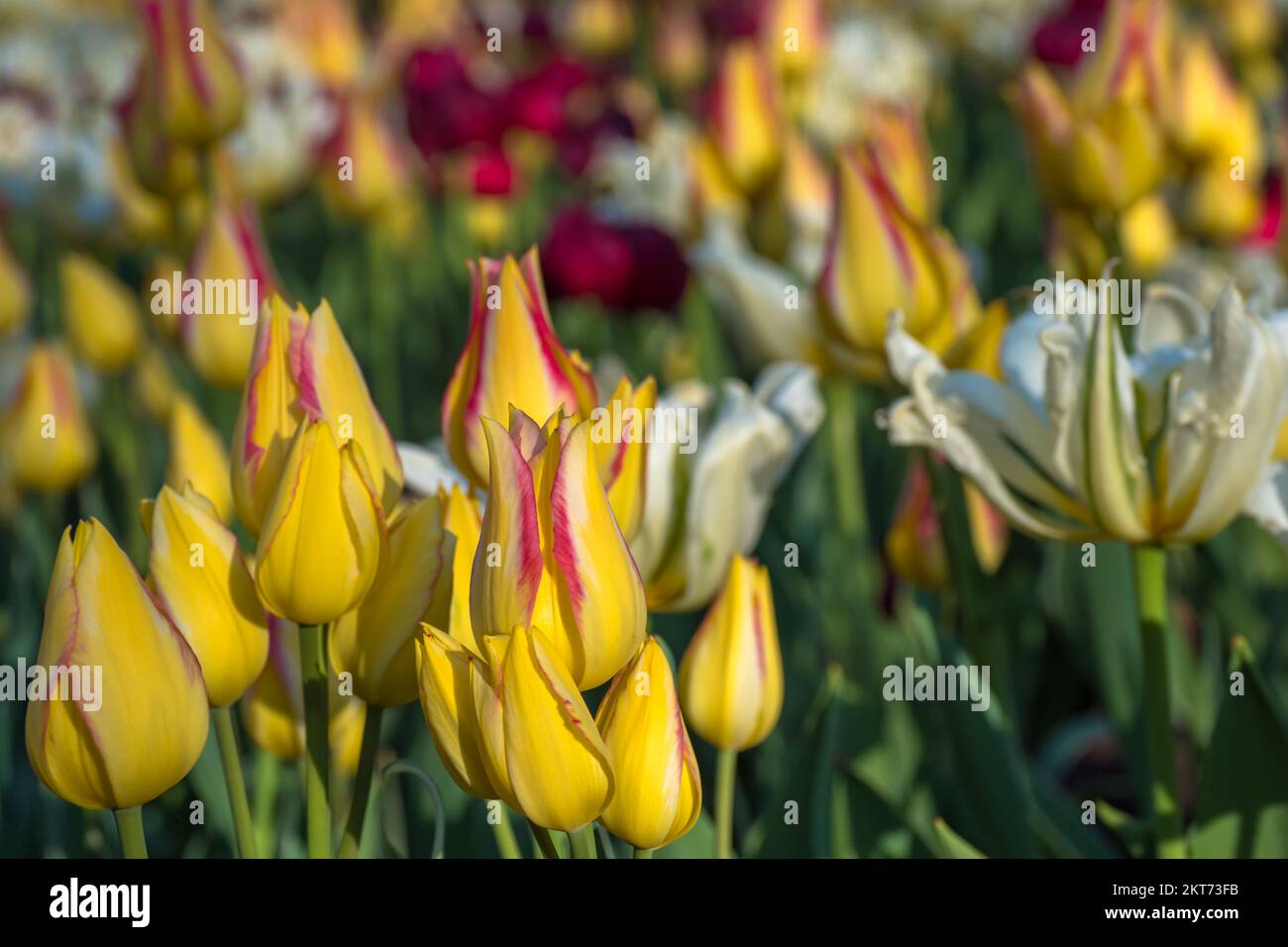 Tulips blooming in the colorful flower beds during Tulip fest in Ottawa
