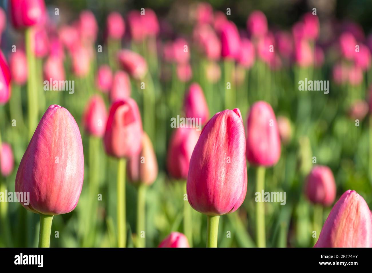 Tulips blooming in the colorful flower beds during Tulip fest in Ottawa
