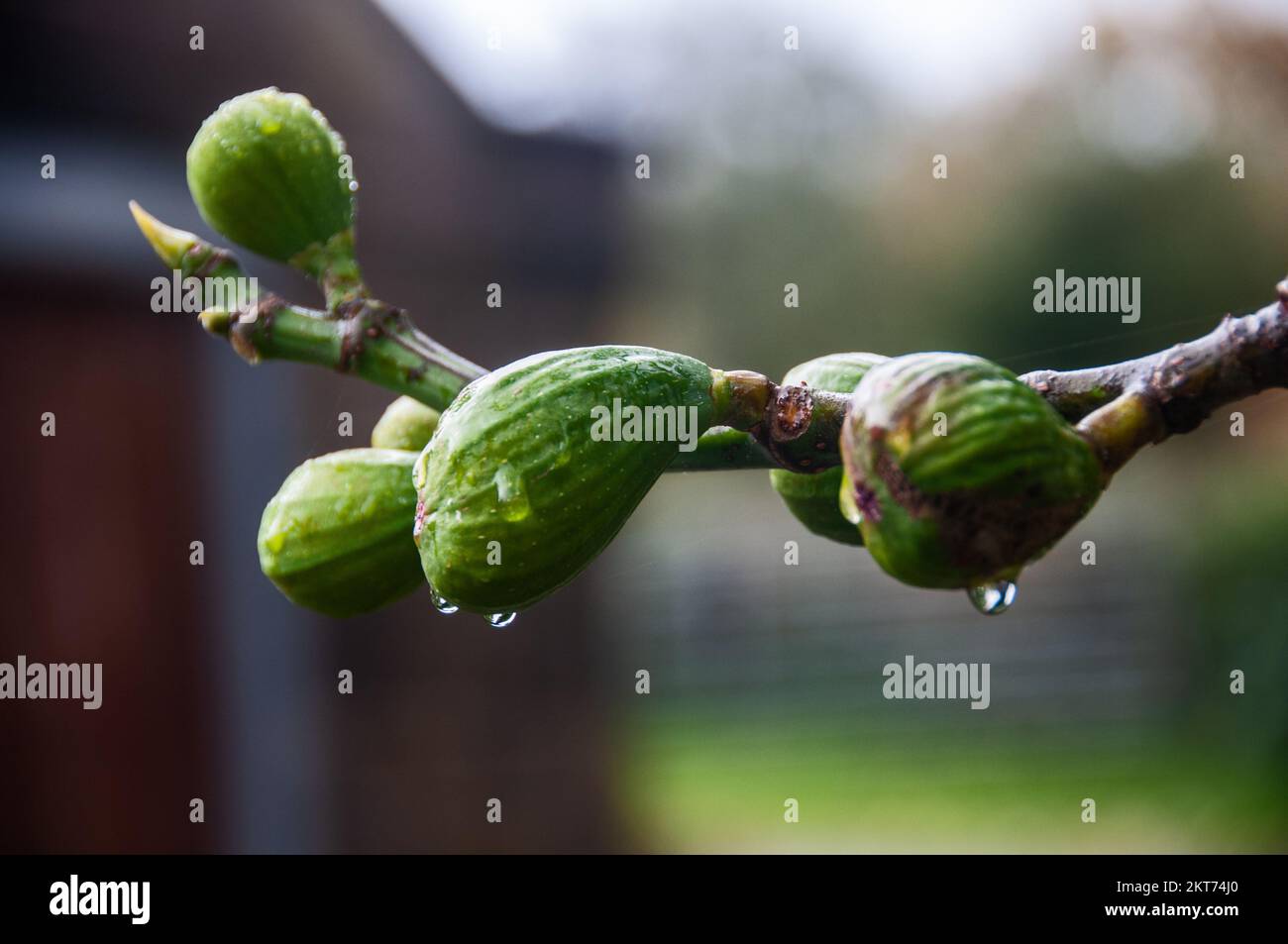 Around the UK - Common Fig plant growing on a south facing wall Stock Photo