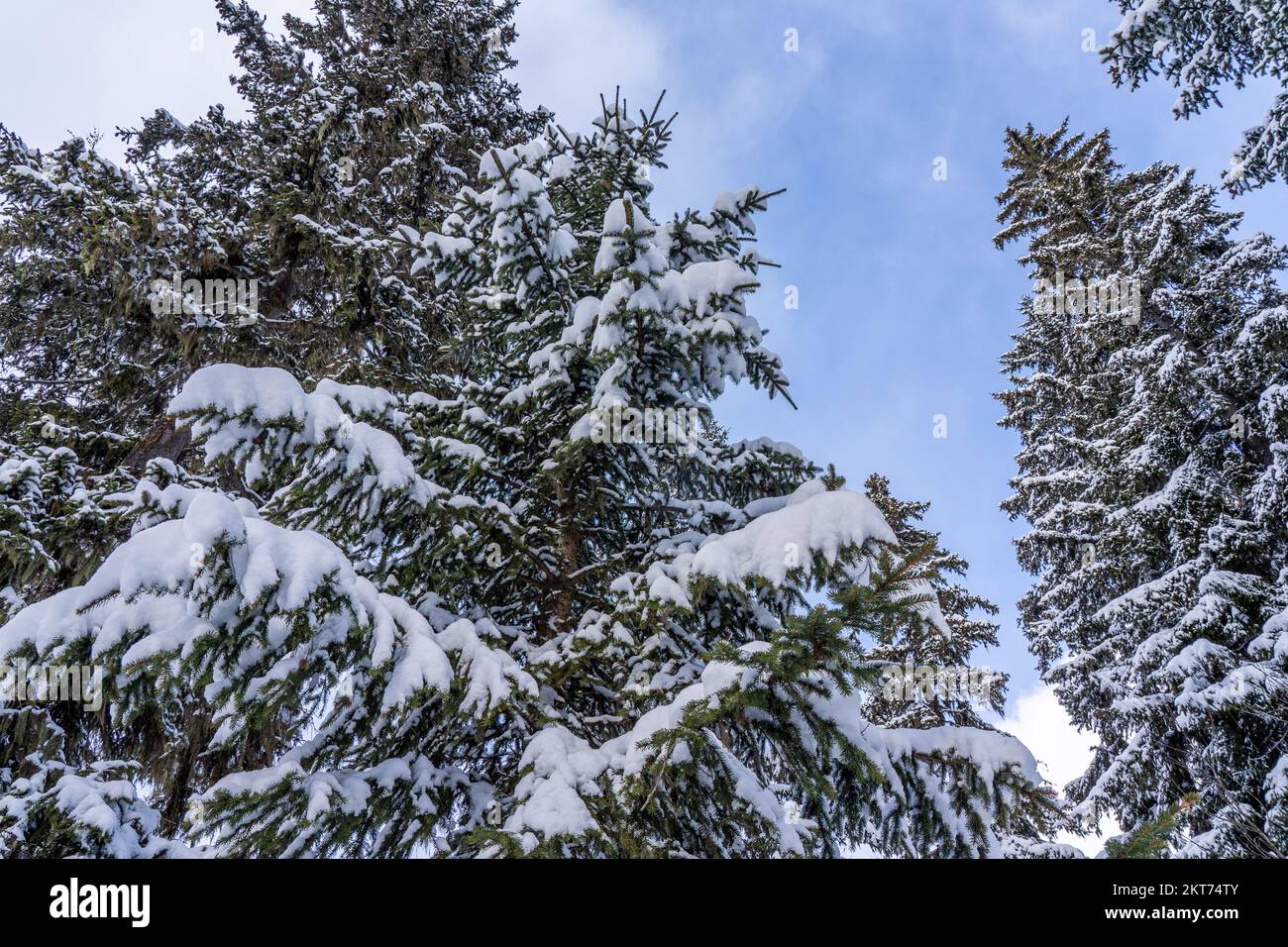 Fir tree branches under a huge layer of snowflakes close up. Frozen ...