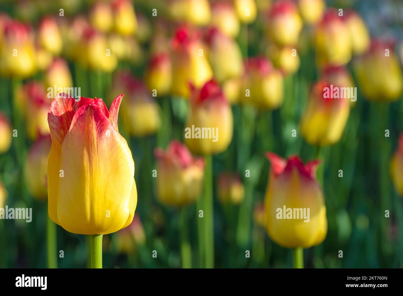 Tulips blooming in the colorful flower beds during Tulip fest in Ottawa