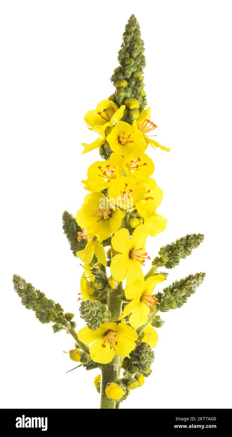 Mullein flowers isolated on white background Stock Photo