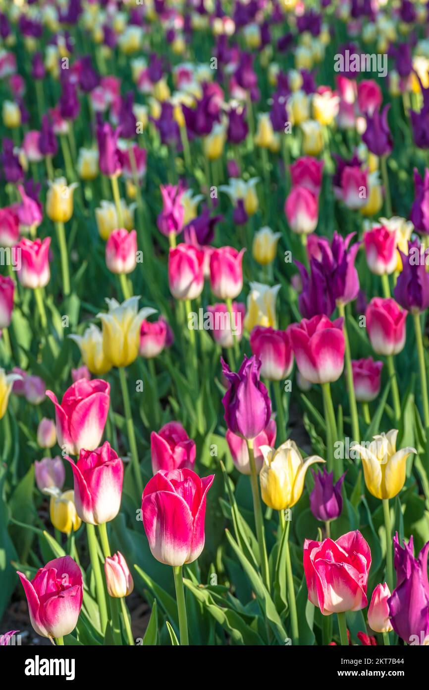 Tulips blooming in the colorful flower beds during Tulip fest in Ottawa