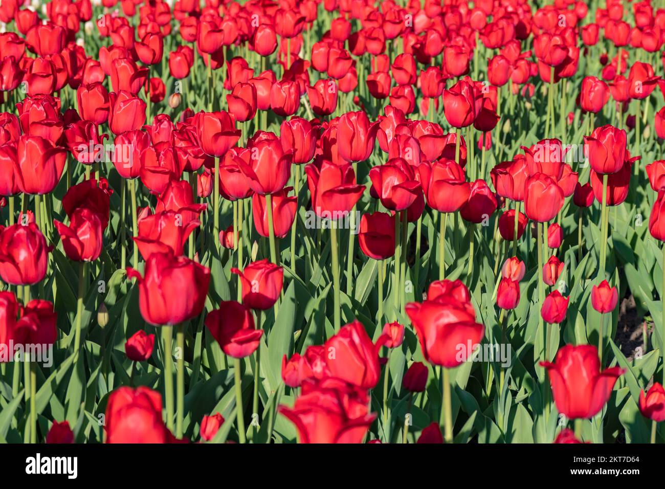 Tulips blooming in the colorful flower beds during Tulip fest in Ottawa