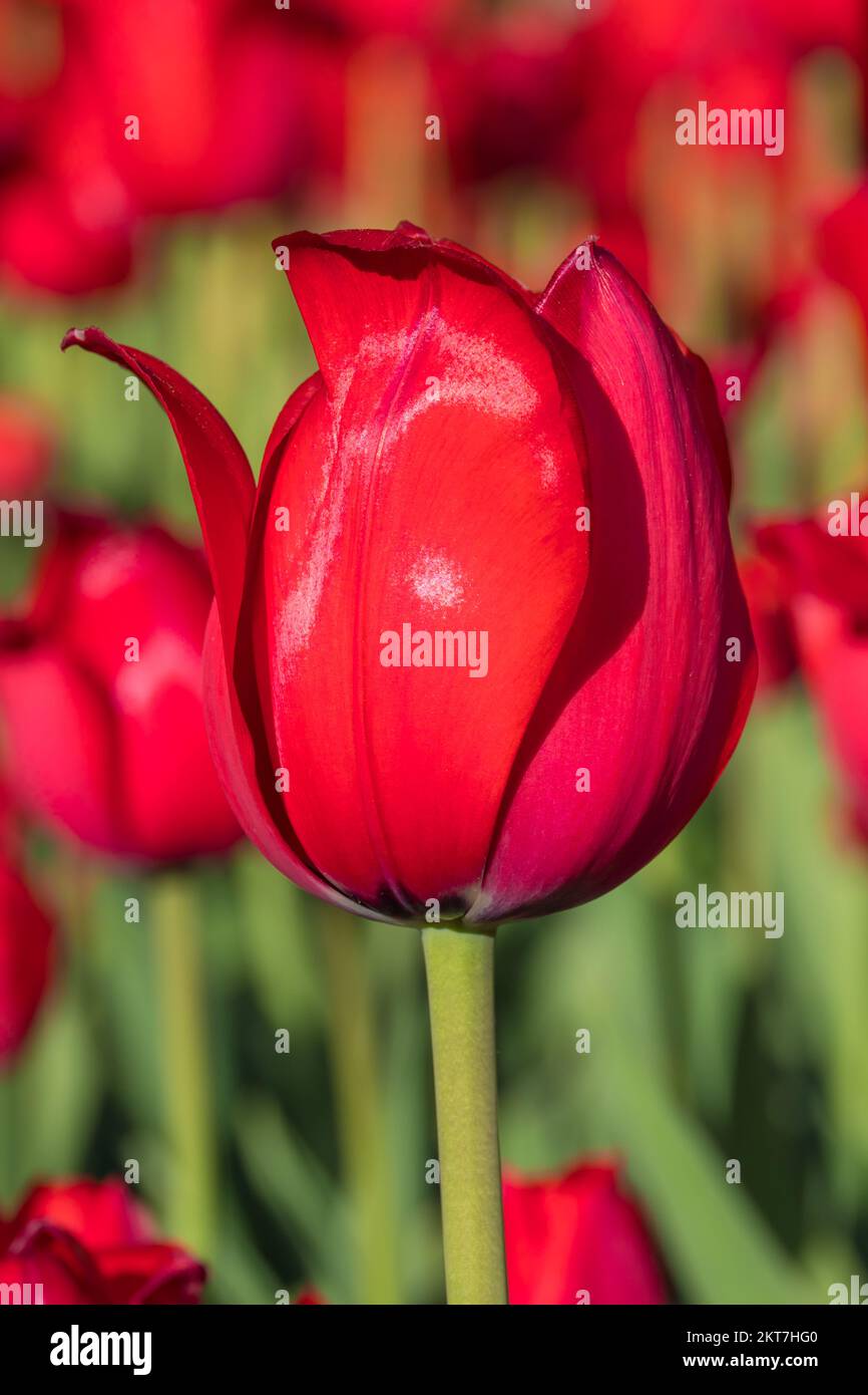 Tulips blooming in the colorful flower beds during Tulip fest in Ottawa