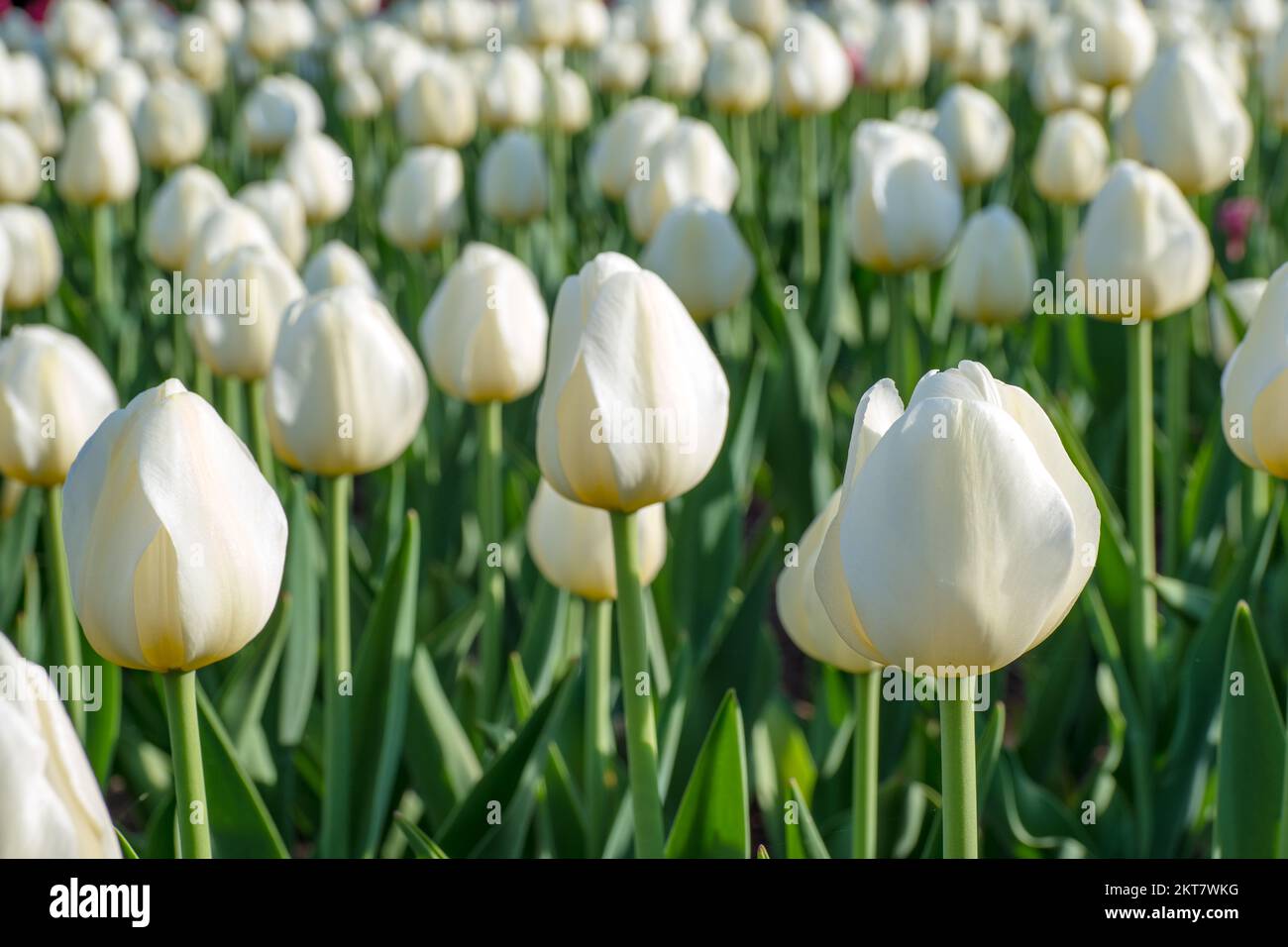 Tulips blooming in the colorful flower beds during Tulip fest in Ottawa