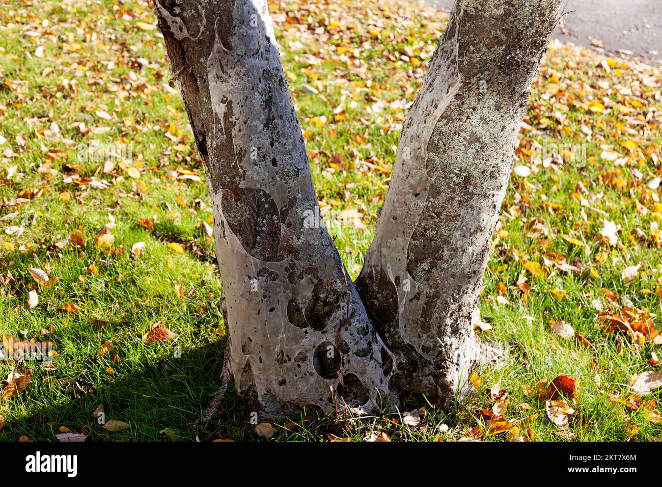 a tree that has been attacked by spider mites Stock Photo Alamy
