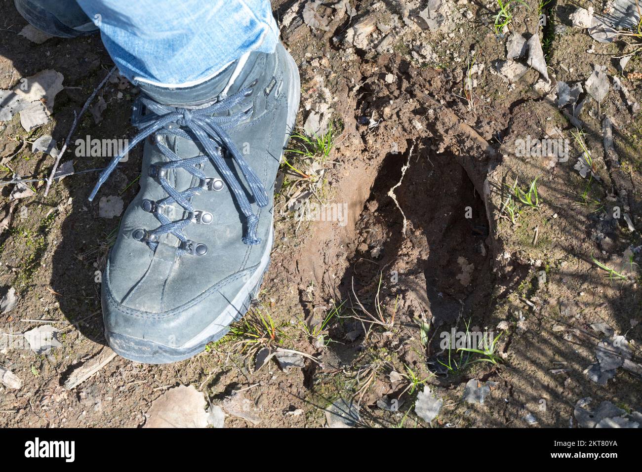 Elch, Spur, Trittsiegel, Fußspur, Fußabdruck im Schlamm, Alces alces, Elk, footprint, footmark, Elan Stock Photo