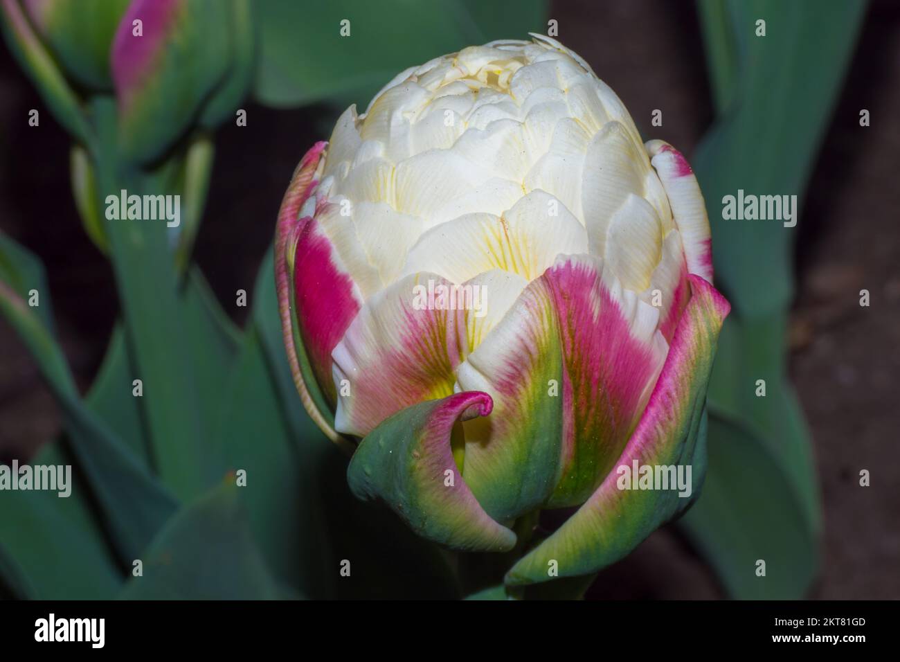 Tulips blooming in the colorful flower beds during Tulip fest in Ottawa