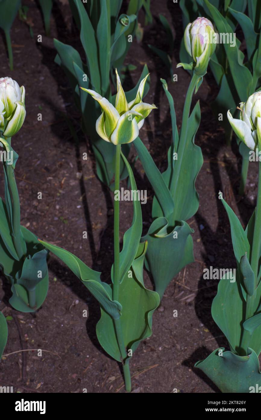 Tulips blooming in the colorful flower beds during Tulip fest in Ottawa