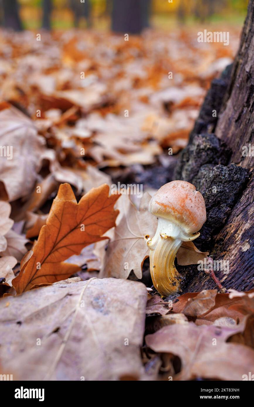 A young mushroom grows near a stump in an autumn forest. Selective focus. Stock Photo