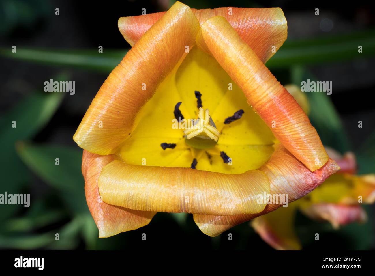 Tulips blooming in the colorful flower beds during Tulip fest in Ottawa