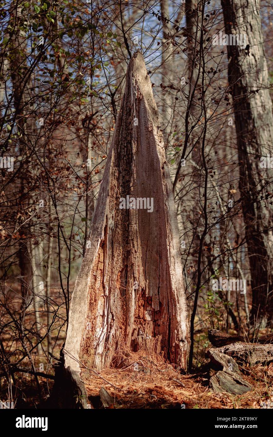 Decaying tree shelter Lemoine Point Stock Photo