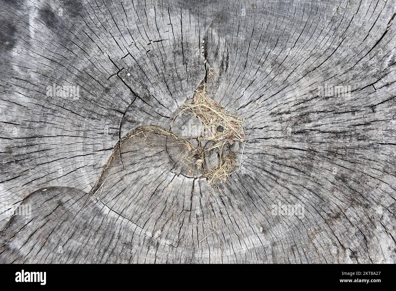 Close up texture embedded hi-res stock photography and images - Alamy