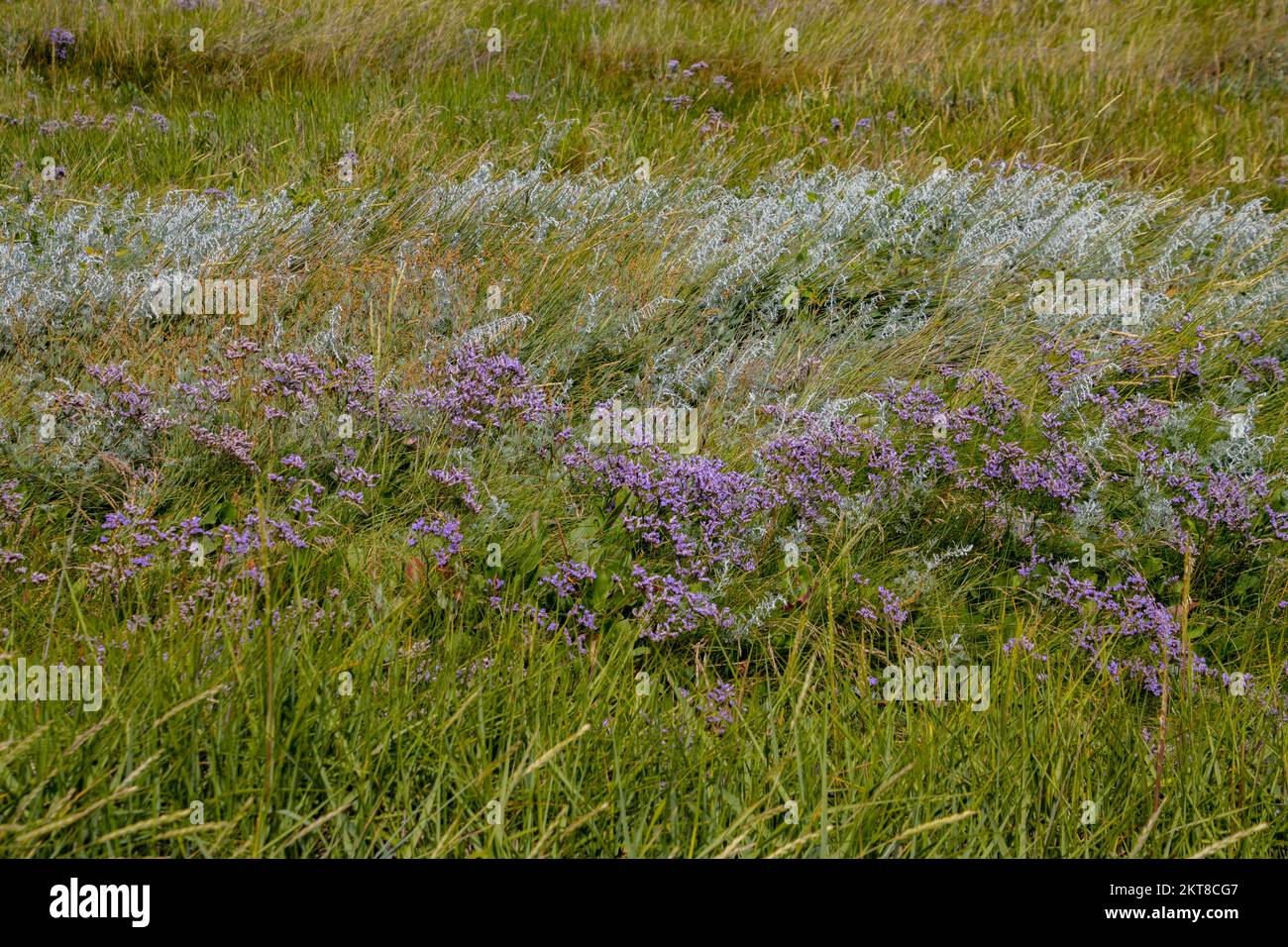 Common sea lavender also called Limonium vulgare or Strandflieder Stock Photo