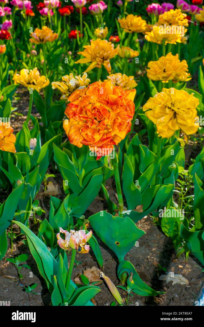 Tulips blooming in the colorful flower beds during Tulip fest in Ottawa