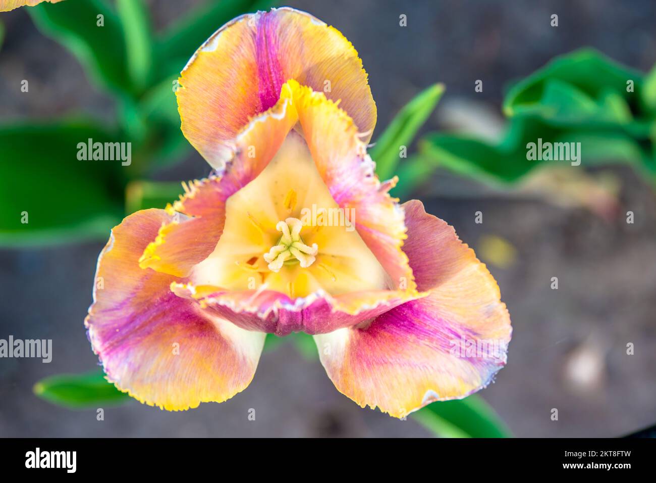 Tulips blooming in the colorful flower beds during Tulip fest in Ottawa