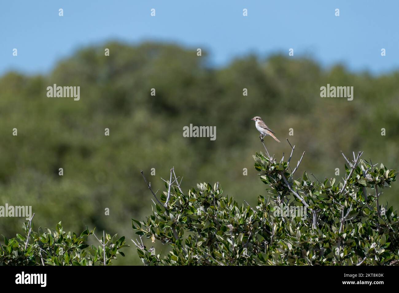 Small water bird on a branch of Mangrove tree, mangroves of Umm Al Qwain with copy space, United Arab Emirates, UAE Stock Photo