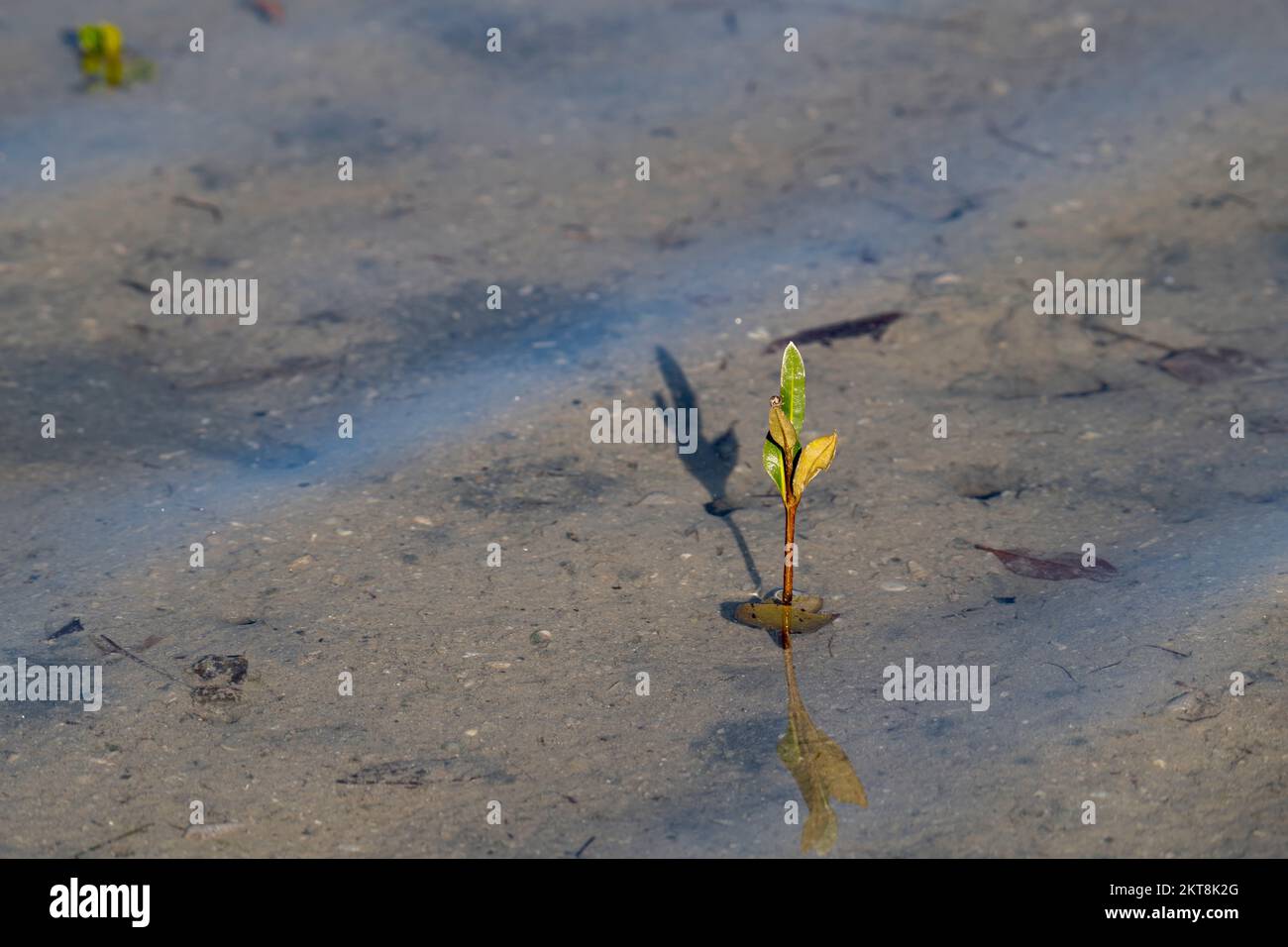 Growing plant in the Mangroves of Umm Al Qwain with copy space, United