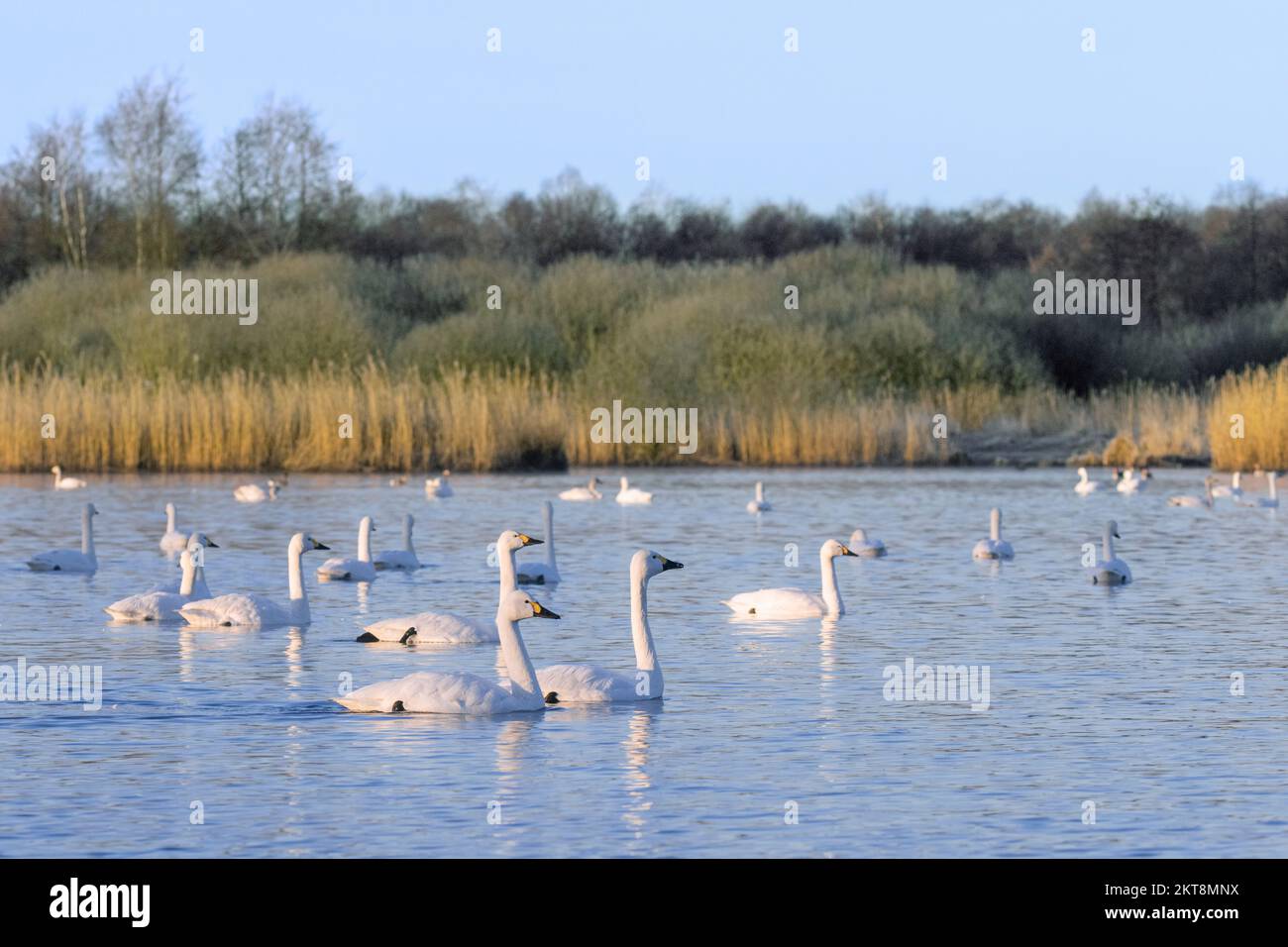 Bewick's swans (Cygnus bewickii), flock gathering in the evening on lake to rest in winter Stock Photo