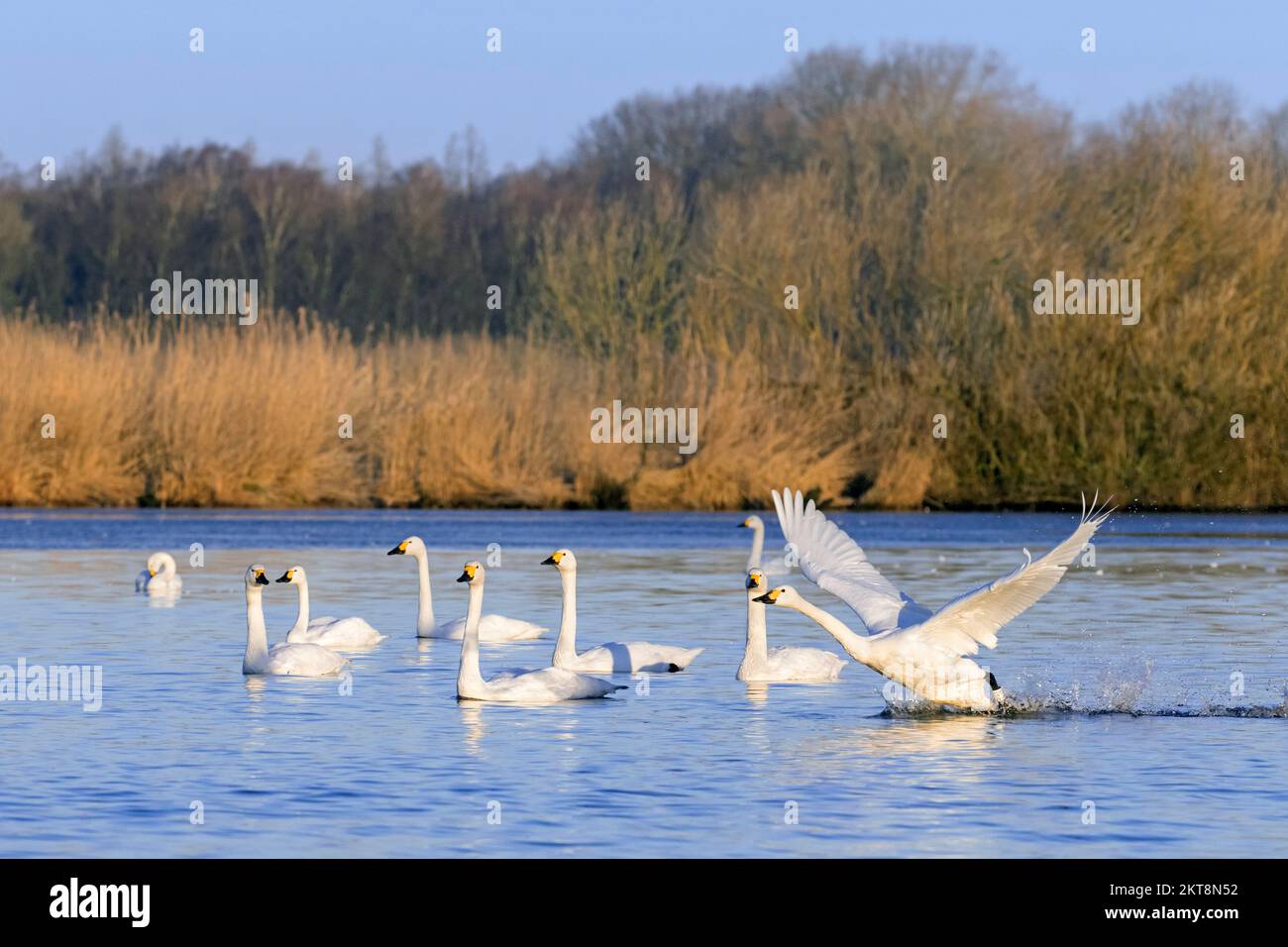 Bewick's swan (Cygnus bewickii) taking off from water of lake and leaving flock of swans in winter Stock Photo
