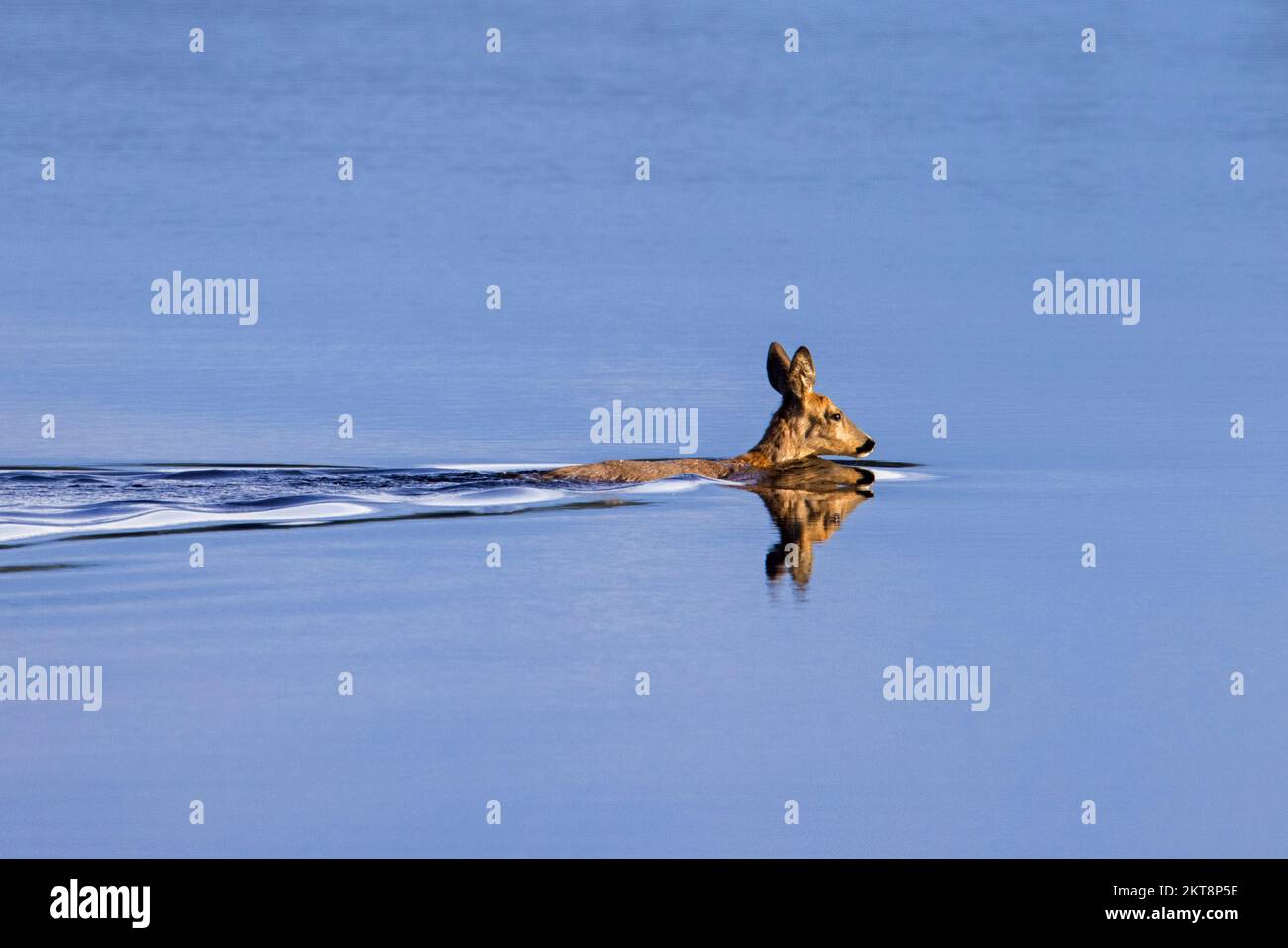 Roe deer (Capreolus capreolus) female / doe crossing lake by swimming in water in spring Stock Photo