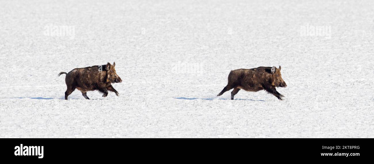 Two fleeing wild boars (Sus scrofa) running over snow covered field in