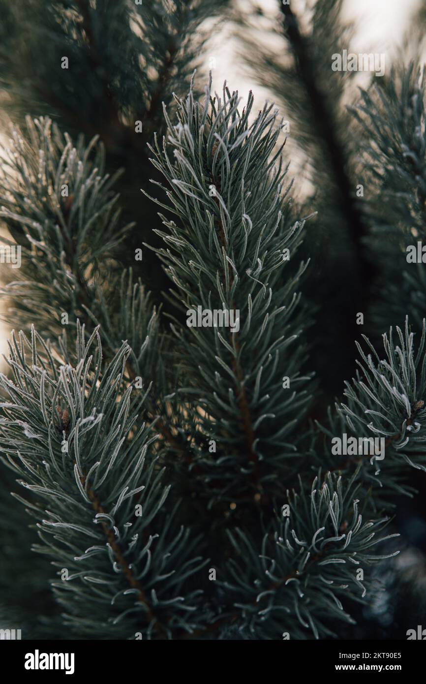 Nature Winter background with snowy pine branches, shallow depth of field. Pine tree in hoarfrost outdoors in winter forest, close up. beauty in natur Stock Photo