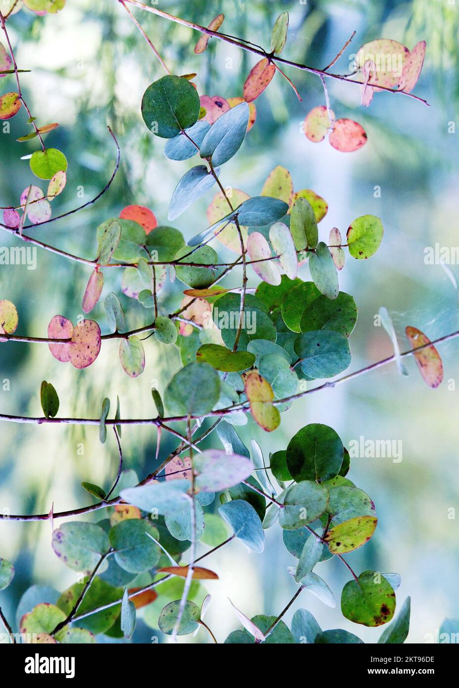 Summer Tree Colour In Trees in Summer showing beauty in nature with striking patterns, shape ...