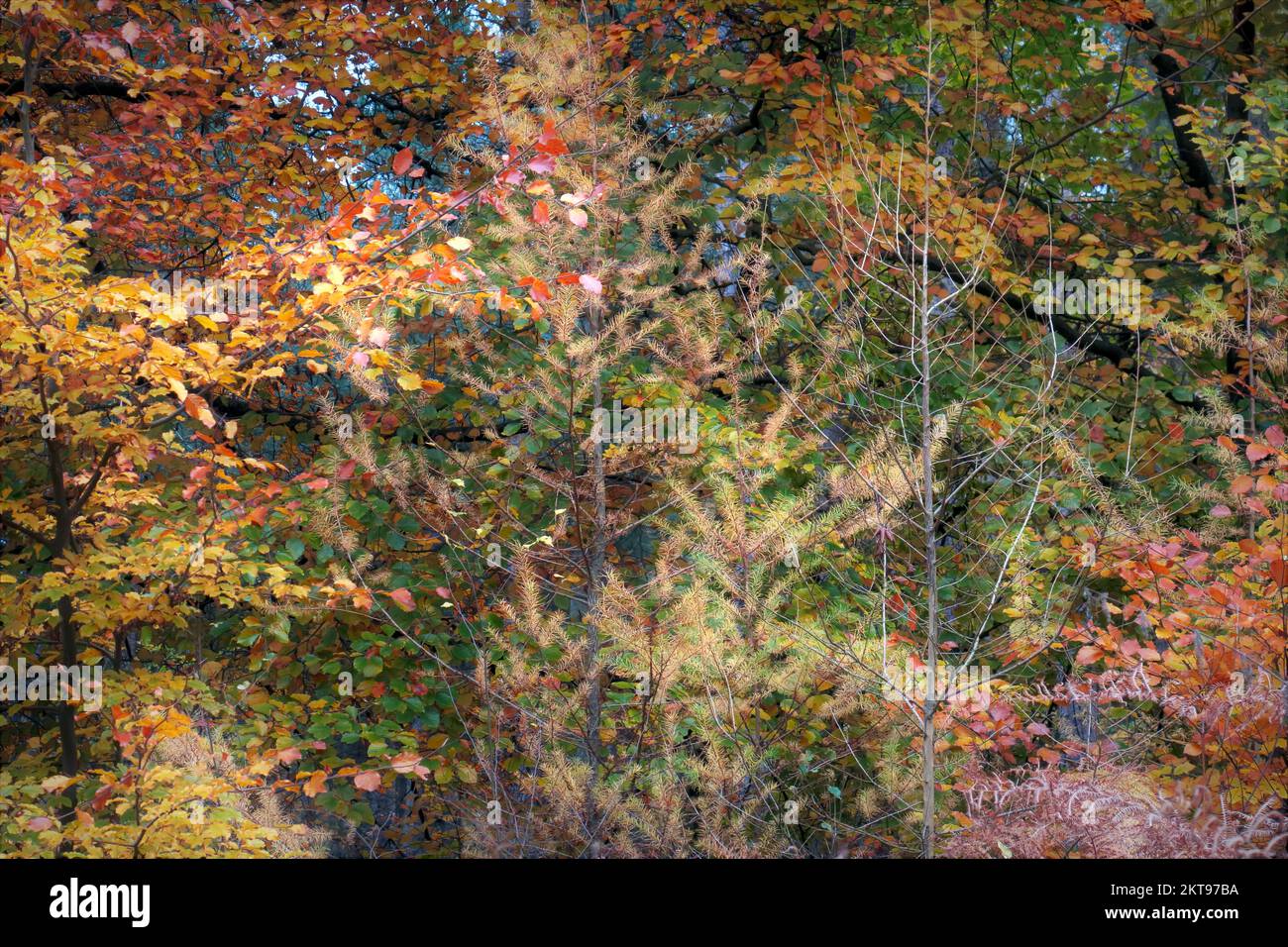 Woodland in autumn with stunning tints and hues from deciduous and coniferous trees in the Cannock Chase Forest a designated AONB Stock Photo