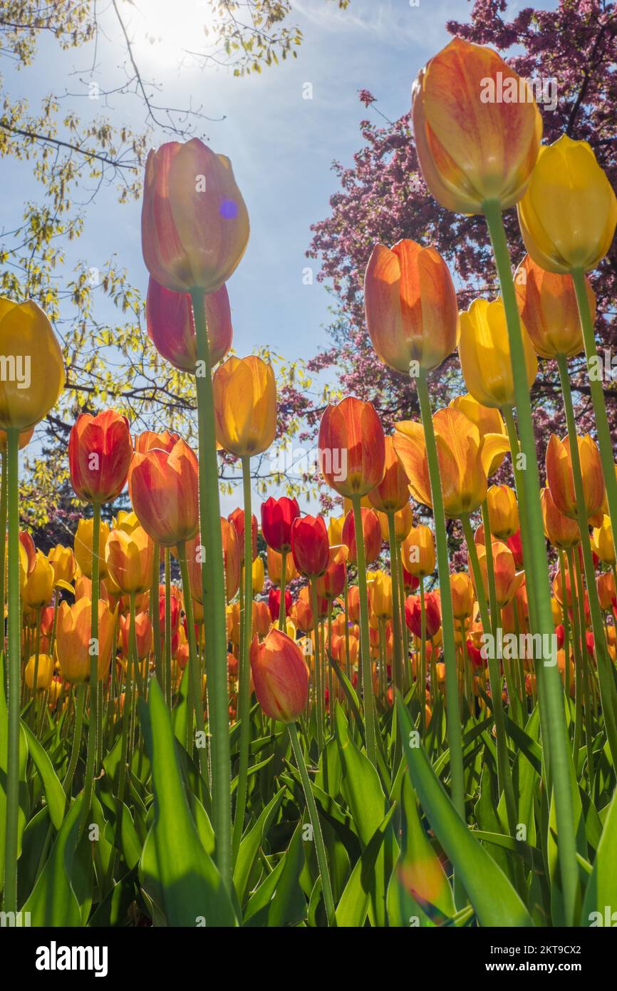 Tulips blooming in the colorful flower beds during Tulip fest in Ottawa