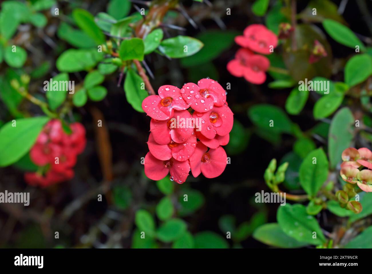 Red Crown of Thorns or Christ Thorn flowers (Euphorbia Milli) on garden Stock Photo