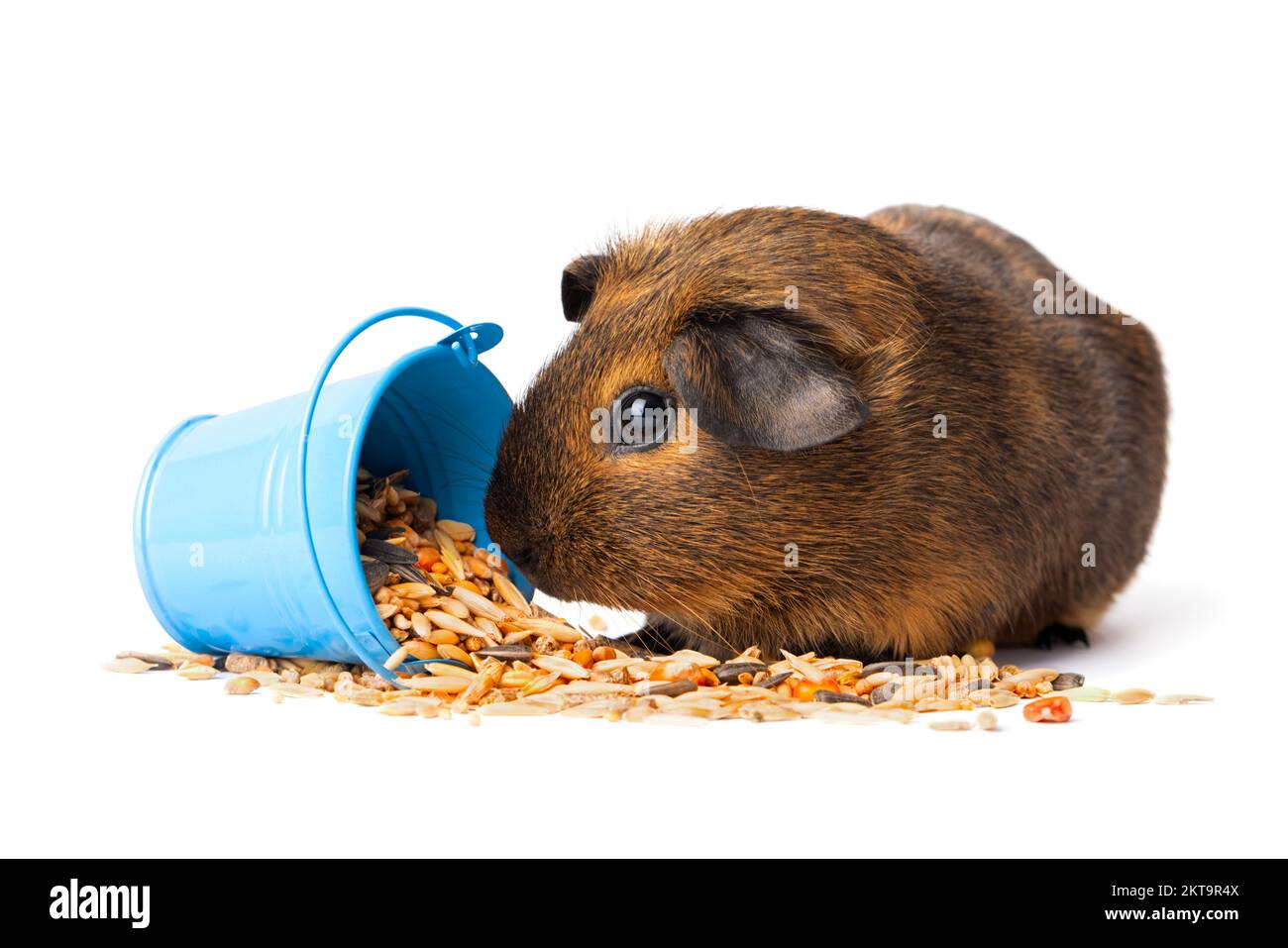 Cute little brown guinea pig nibbles pet food on white background Stock