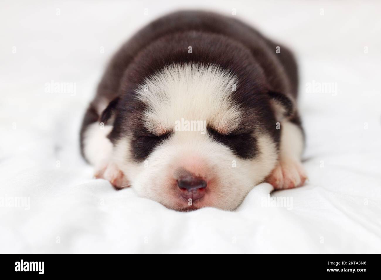 Siberian Husky puppy sleeps on a white blanket on the bed Stock Photo