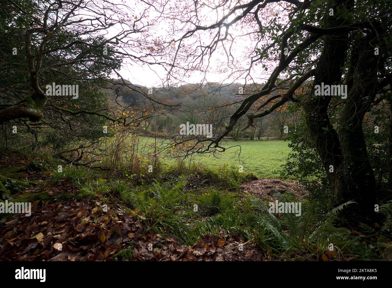 St Austell Cornwall UK 11 29 2022 Luxulyan Valley industrial remains as a result of the endeavours of Joseph Treffry Copper m Stock Photo