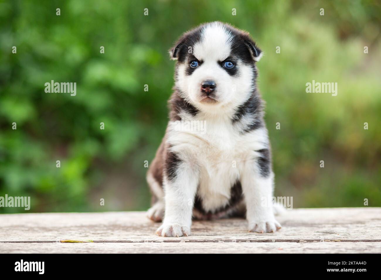 An adorable siberian husky puppy sitting on white wooden table Stock Photo