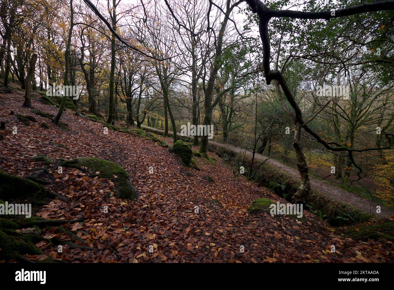 St Austell Cornwall UK 11 29 2022 Luxulyan Valley industrial remains as a result of the endeavours of Joseph Treffry Copper m Stock Photo