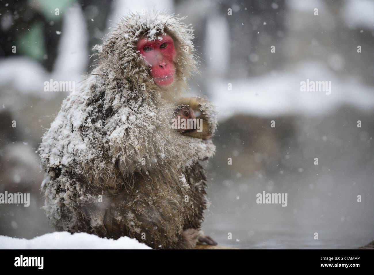 Travel in Japan, Cute and lovely Monkey holding baby with falling snow look at camera , Jigokudani park, Japan. Stock Photo
