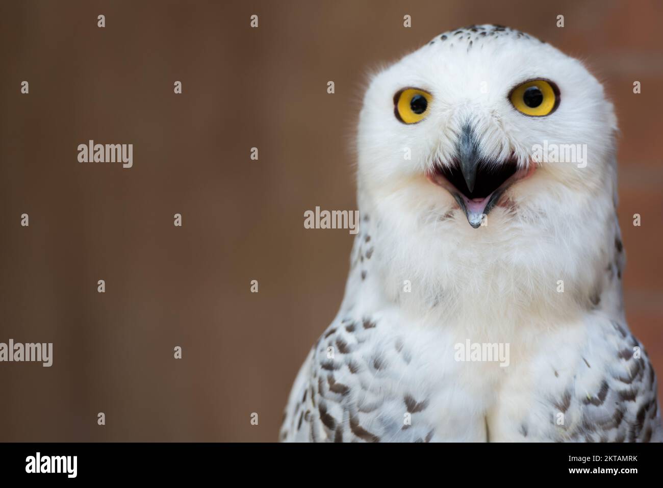 Snowy owl or Bubo scandiacus a large white owl of the typical owl family with copy space. Stock Photo