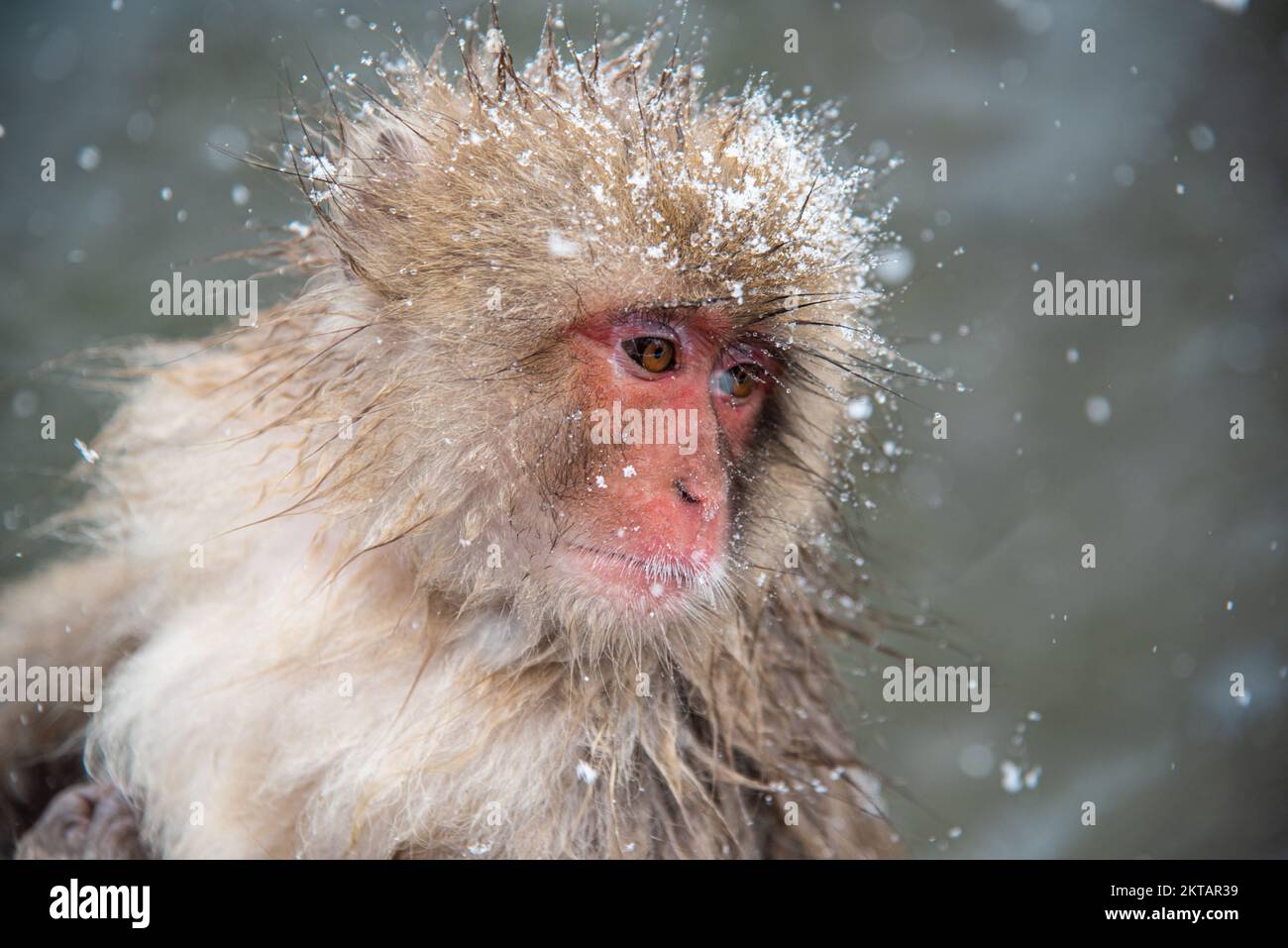 Travel in Japan, Cute and lovely Monkey with falling snow, Jigokudani park, Japan. Stock Photo