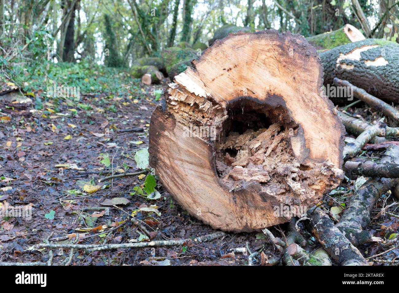 Ash trees felled as part of British woodland management Ash trees
