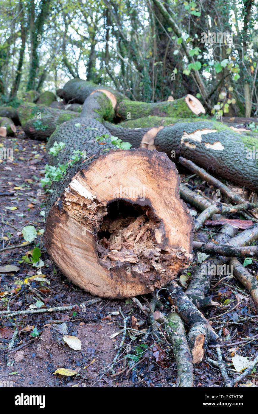 Ash trees felled as part of British woodland management Ash trees