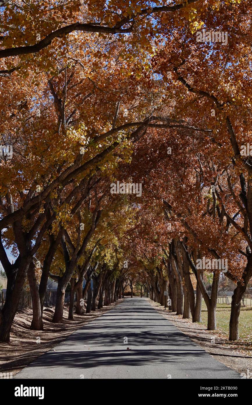 A small road leads through a collection of trees on either side during the autumn season. Stock Photo