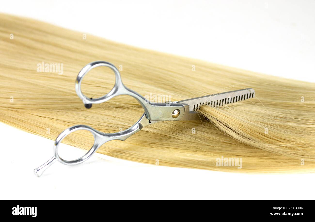 Hairdresser's scissors with strand of blonde hair, on white. Long blond human hair close-up and scissors Stock Photo