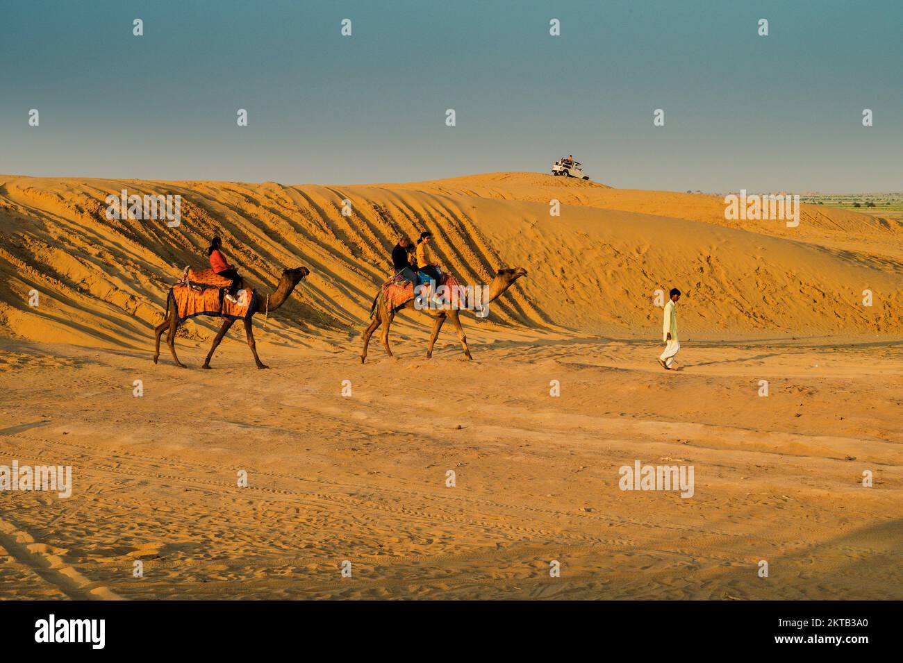 Thar desert, Rajasthan, India - 16.10.2019 : Cameleer taking tourists on camel to watch sun rise. Dromedary, dromedary camel, Arabian camel, or one-hu Stock Photo