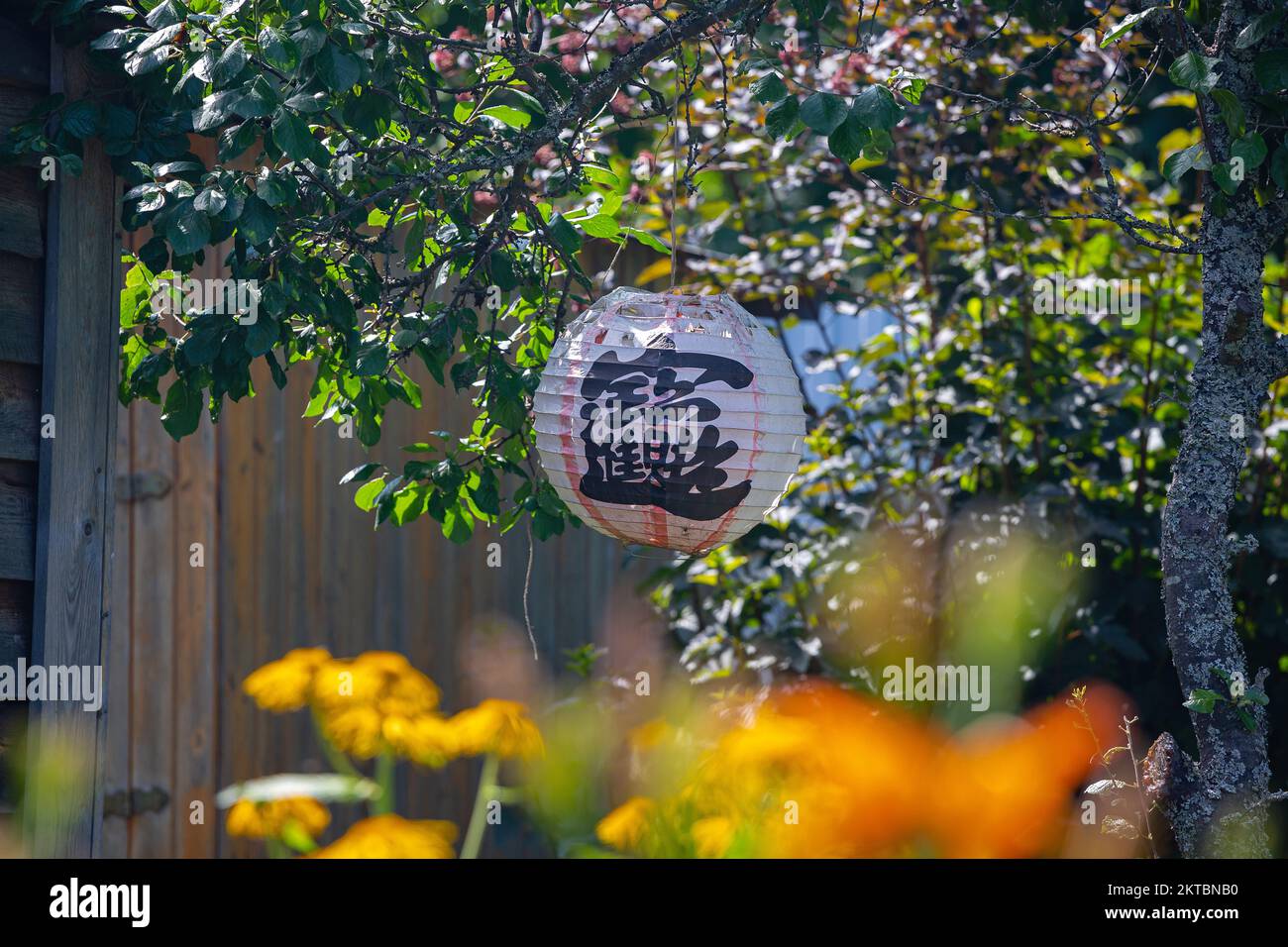 Japanese paper lantern hanging on a branch of thorn in the garden Stock